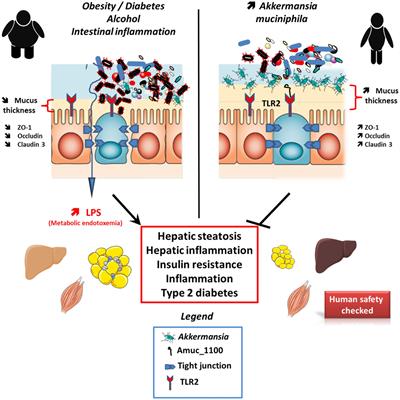 Next-Generation Beneficial Microbes: The Case of Akkermansia muciniphila